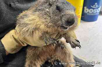 Im Tierheim gestrandet: Wer vermisst ein zahmes Alpenmurmeltier?