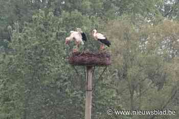 Een van twee ooievaarsnesten Webbekoms Broek zonder jongen: “Vader sukkelde met poot”
