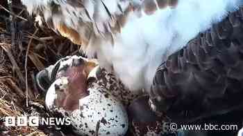 Osprey chick hatches in harbour nest