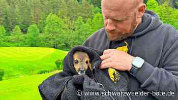 Rehkitz in Bad Herrenalb: Rettungsaktion mit Happy End auf dem Golfplatz