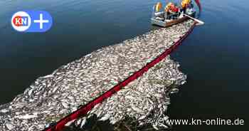 Giftige Algen in der Oder: Angst vor erneutem Fischsterben