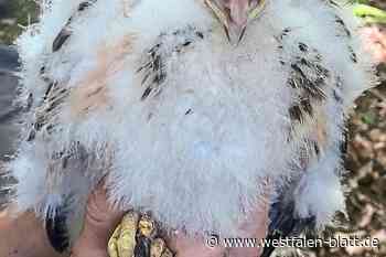 Mäusebussard Siegfried-Uwe ist groß geworden