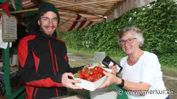 Gelungener Start in die Erdbeersaison - aber es gibt Störenfriede: die Krähen
