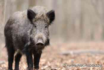 Ook in Brakel zijn everzwijnen gespot: gemeente start meldpunt op