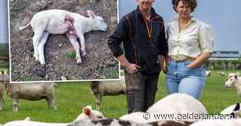 Schapen gedood op meerdere plekken in deze gemeente: ‘Je verwacht dit eerder op de Veluwe’