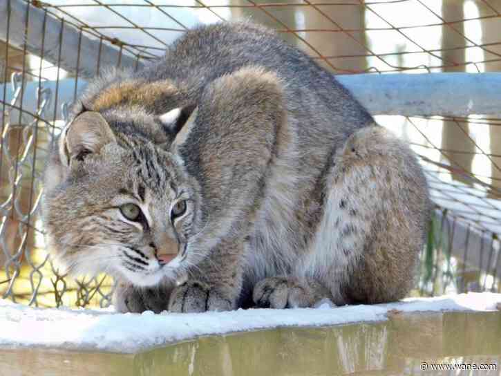 Hot Summer Nights returns to Black Pine Animal Sanctuary