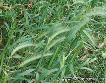 Kijk uit voor de grasaar