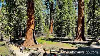 General Sherman passes health check but world's largest trees face growing climate threats