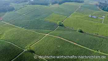 Deutscher Teeverband sorgt sich um Kleinbauern