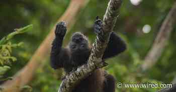 Mexico Is So Hot, Monkeys Are Falling to Their Death From Trees