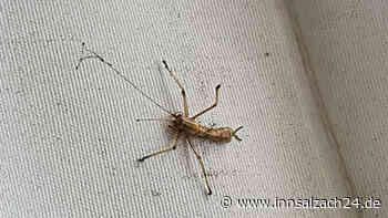 Rätselhaftes Insekt in Babensham entdeckt: Wer kann es identifizieren?