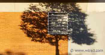 Only the Hardiest Trees Can Survive Today’s Urban Inferno