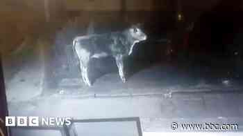 Bullock on loose in town for 11 days after escape