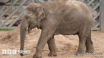 Zoo prepares for baby elephant arrivals