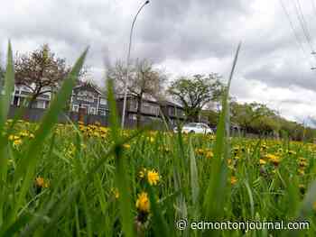 Edmonton weather: Luscious high of 17 C, maybe some wind
