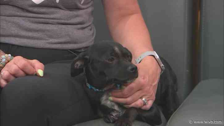 Shy and sweet Lenny is looking for his forever home