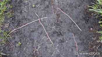 Noticed extra-long worms in Calgary lately? You're not alone