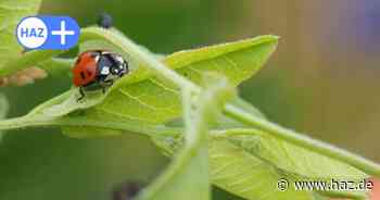 Leibniz Universität Hannover entwickelt App zur Marienkäfer-Erkennung