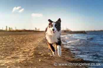 Vets issue 'stay away' warning to dog owners over fatal summer water danger