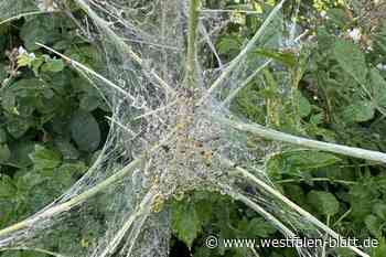Kleine Raupe mit großem Appetit