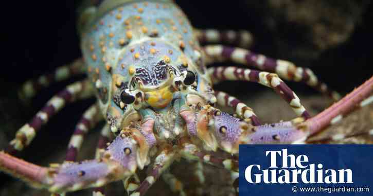 ‘Knight in spiny armor’: could lobsters help save Florida’s dying corals?