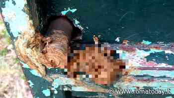 Feci sulla serratura dell'ingresso di Lucha Y Siesta