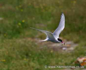 Welsh Harp Reservoir to see common tern nesting rafts