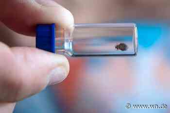 LWL-Experte: „Die Bettwanze ist tatsächlich im Kommen“