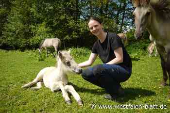 Warburg: Zwischen Wisenten und Wildpferden