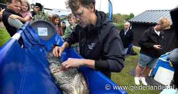 Onderzoeksproject Swimway Oude IJssel: vissen zenderen om te zien hoe het migreren op de rivier hun vergaat