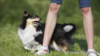 Von Pfötchen geben bis High Five: Zehn Tricks, die Sie Ihrem Hund beibringen sollten