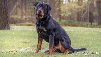 „Wurde vom Amt abgenommen“: Maximus landet im Tierheim