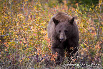 Bear meat kebabs at a family reunion lead to rare outbreak of roundworm disease