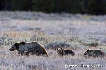Army veteran seriously injured by grizzly bear protecting her cub at Grand Teton National Park