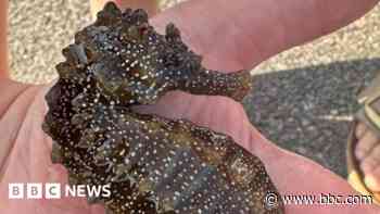 Giant seahorse find 'one of biggest ever recorded'
