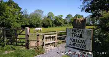 ‘Otter poo smells of Parma Violets and other things I learnt on a wildlife walk in East Yorkshire’
