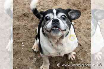 Wirral Globe dog of the week: 'Marvellous' Molly