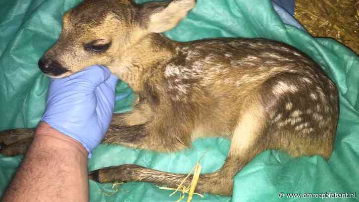 Drie jongens redden midden in de nacht een reekalfje