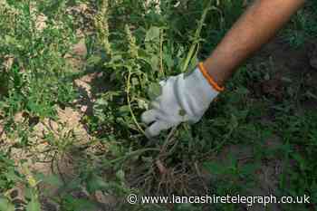 Does washing-up liquid kill weeds? Cheap homemade hack