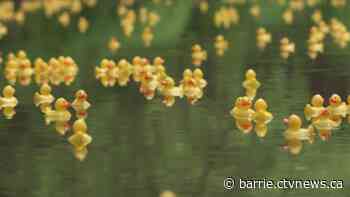 Coldwater Lions Club annual duck race returns