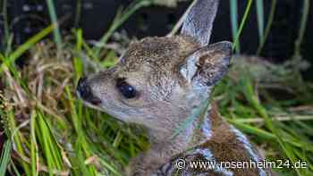 Verschärfte Sorgfalts-Pflicht für Bauern: Wildtierhilfe Amerang will Kitze vor Mäh-Tod retten