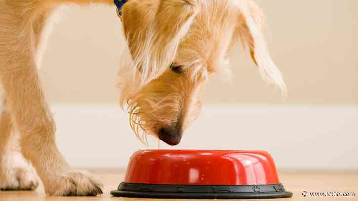 Memorial Day foods your dog should avoid