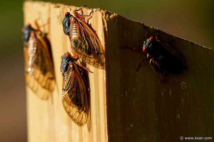 New year, new brood: Map shows where cicadas will be in 2025