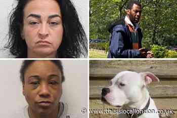Dangerous dog owners in south east London including XL Bully