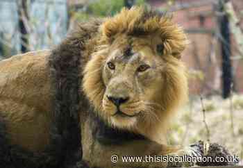 Zoo Nights at London Zoo after-hours tours and sleepovers