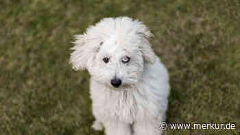 Anfänger- und Familienhunde: zehn eher ruhige Hunderassen