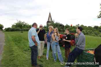 Limburgse fruittelers trekken aan de alarmbel: “We eten veel te weinig appelen en peren uit eigen streek”