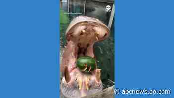 WATCH:  Hippo celebrates 21st birthday at Cincinnati Zoo