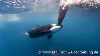 Killerwale attackieren hunderte Boote: Der Grund ist albern
