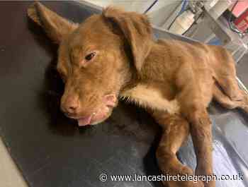 RSPCA find ‘emaciated’ young dog in Watson Road Park